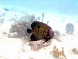 Bonaire angelfish by Tim Heenan 